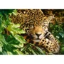 Puzzle Castorland At Rest, 1000 piese foto