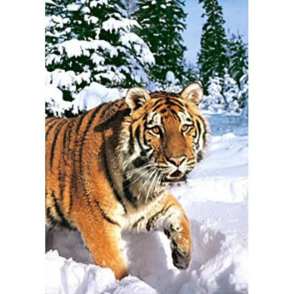 Puzzle Castorland Winter Syberian Tiger, 1000 piese foto