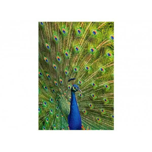Puzzle Castorland Peacock, 1000 piese foto