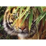 Puzzle Castorland Emerald Forest, 260 piese foto