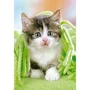 Puzzle Castorland Kitten under the Blanket, 260 piese foto