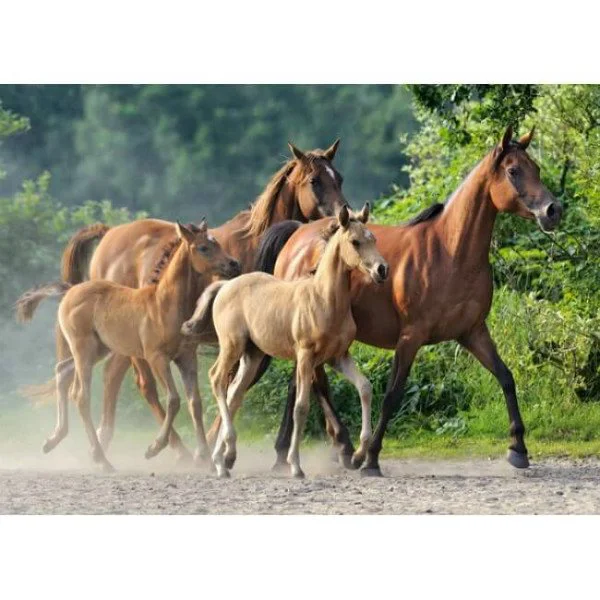 Puzzle Castorland Purebred Arabians, 260 piese foto