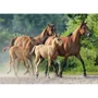 Puzzle Castorland Purebred Arabians, 260 piese foto