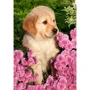 Puzzle Castorland Little Retriever, 260 piese foto