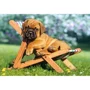 Puzzle Castorland Puppy on Deckchair, 260 piese foto