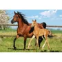Puzzle Castorland Mare and Foal, 260 piese foto