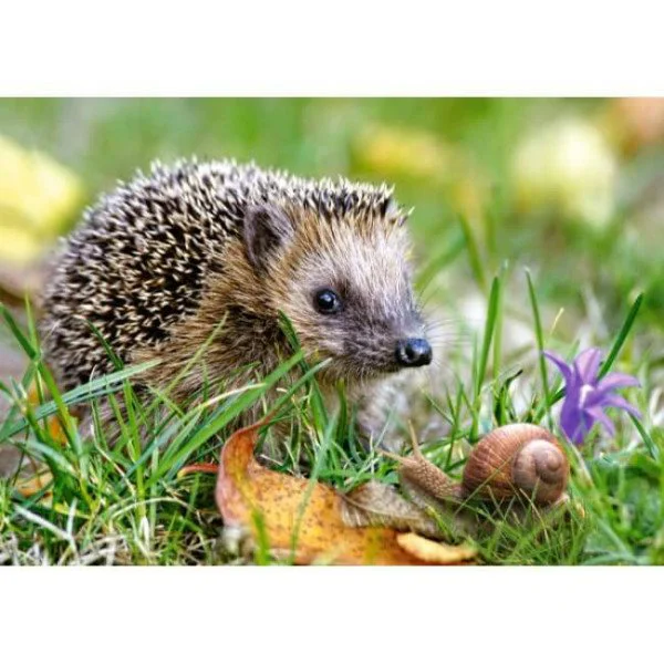 Puzzle Castorland Hedgehog, 260 piese foto
