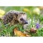 Puzzle Castorland Hedgehog, 260 piese foto