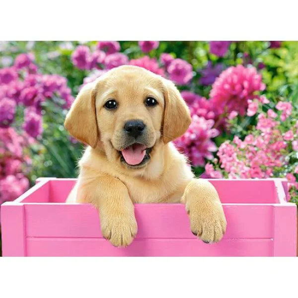 Puzzle Castorland Labrador Puppy in Pink Box, 300 piese foto