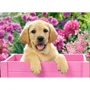 Puzzle Castorland Labrador Puppy in Pink Box, 300 piese foto