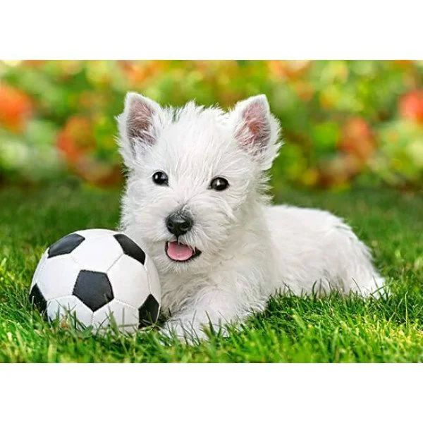 Puzzle Castorland White Terrier and Football, 60 MIDI piese foto