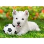 Puzzle Castorland White Terrier and Football, 60 MIDI piese foto