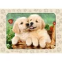 Puzzle Castorland Golden Retriever Pups, 60 MIDI piese foto