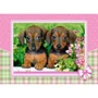 Puzzle Castorland Dachshund Puppies, 120 MIDI piese foto