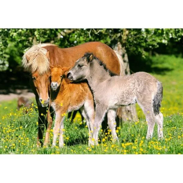 Puzzle Castorland Ponies in the Meadow, 120 MIDI piese foto