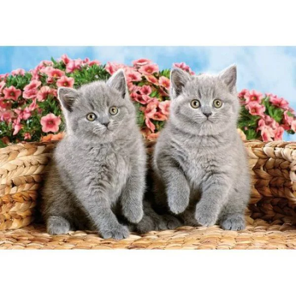 Puzzle Castorland Pisicute gri, 120 MIDI piese foto
