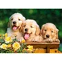 Puzzle Castorland Trei catelusi, 180 MIDI piese foto