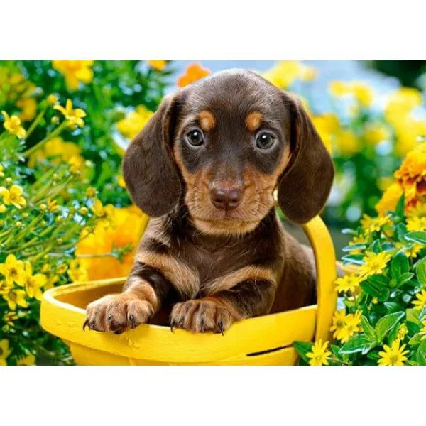 Puzzle Castorland Puppy in Yellow, 180 MIDI piese foto