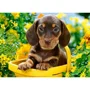Puzzle Castorland Puppy in Yellow, 180 MIDI piese foto