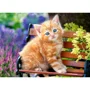 Puzzle Castorland Ginger Kitten, 180 MIDI piese foto