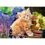 Puzzle Castorland Ginger Kitten, 500 piese foto