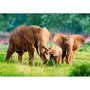 Puzzle Castorland Elephant Family, 500 piese foto