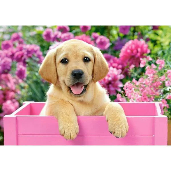 Puzzle Castorland Labrador Puppy in Pink Box, 500 piese foto