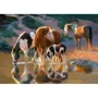 Puzzle Castorland Night Cap, 500 piese foto