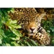 Puzzle Castorland At Rest, 1000 piese foto