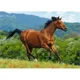 Puzzle Castorland Reddish-brown horse, 1000 piese foto