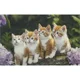 Puzzle Castorland The Cat Crew, 1000 piese foto