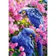 Puzzle Castorland Blue Parrots, 1000 piese foto