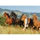 Puzzle Castorland Mangalarga Marchadors, 1000 piese foto
