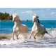 Puzzle Castorland White Camargue Horses, 1000 piese foto
