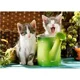 Puzzle Castorland Little Gardeners, 1000 piese foto