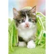Puzzle Castorland Kitten under the Blanket, 260 piese foto