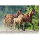 Puzzle Castorland Purebred Arabians, 260 piese foto