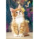 Puzzle Castorland How to catch a Butterfly?, 260 piese foto