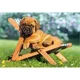 Puzzle Castorland Puppy on Deckchair, 260 piese foto
