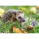 Puzzle Castorland Hedgehog, 260 piese foto