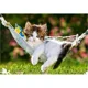 Puzzle Castorland Kitten on hammock, 260 piese foto