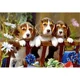 Puzzle Castorland Three Little Pals, 260 piese foto