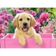 Puzzle Castorland Labrador Puppy in Pink Box, 300 piese foto