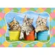 Puzzle Castorland Siberian Kittens in Flowerpots, 60 MIDI piese foto