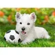 Puzzle Castorland White Terrier and Football, 60 MIDI piese foto