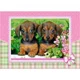 Puzzle Castorland Dachshund Puppies, 120 MIDI piese foto