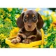 Puzzle Castorland Puppy in Yellow, 180 MIDI piese foto