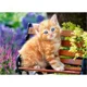 Puzzle Castorland Ginger Kitten, 180 MIDI piese foto