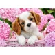 Puzzle Castorland Pup in Pink Flowers, 500 piese foto