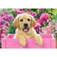 Puzzle Castorland Labrador Puppy in Pink Box, 500 piese foto